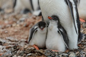 Apadrina un pingüino