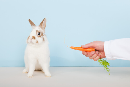 Los conejos se comen sus propios excrementos, además de las zanahorias