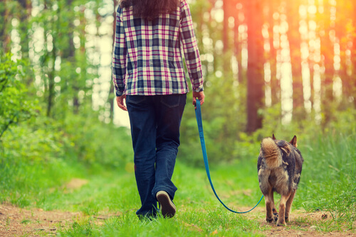 Cuatro maneras de mejorar el paseo con tu perro