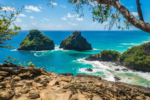 Coral Fernando de Noronha