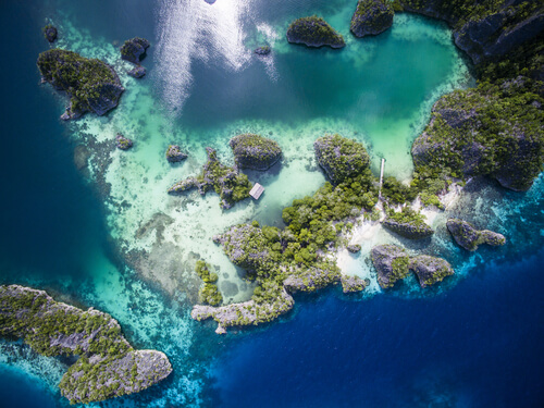 Coral Raja Ampat