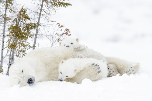 Crías de oso polar
