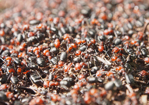 Cuando ruge la marabunta: hormigas