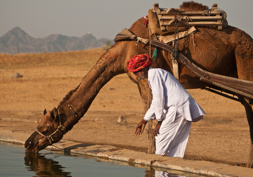 Cuánto bebe un camello de una vez
