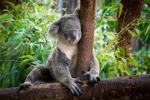 ağaca sarılmış uyuyan bir koala