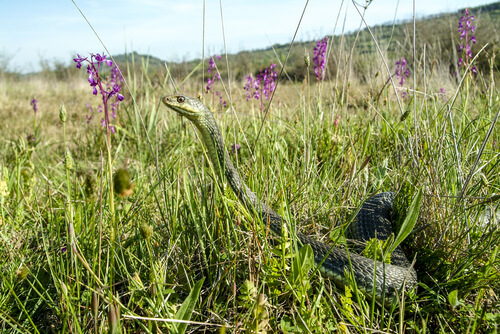 Culebra bastarda