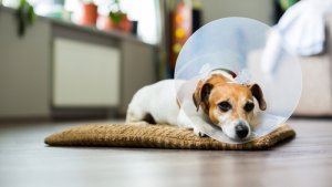 Cómo desinfectar las heridas de mi perro en casa