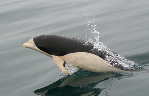 El delfín meridional