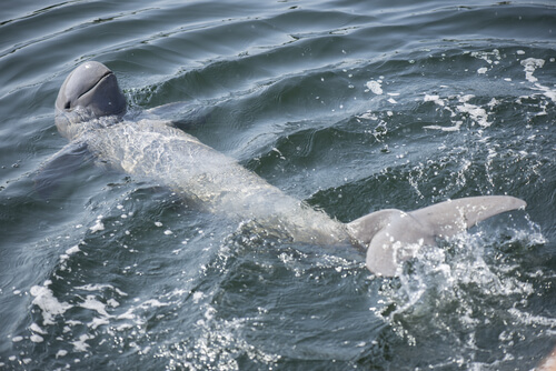 Delfín del río Irrawaddy en peligro de extinción