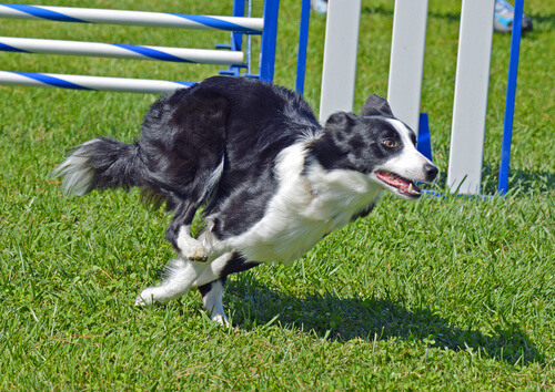 Deportes con el border collie
