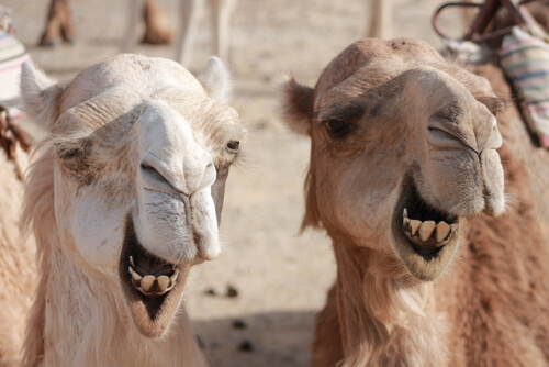 Diferencias entre camellos y dromedarios