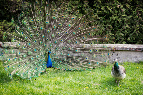 Dimorfismo sexual del pavo real: macho y hembra.