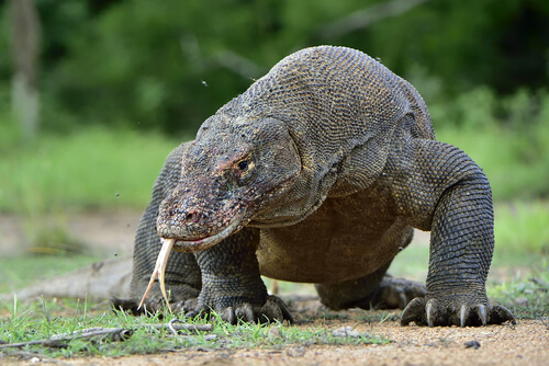 Dragón de Komodo: características