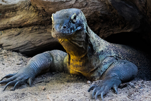 Dragón de Komodo: hábitat