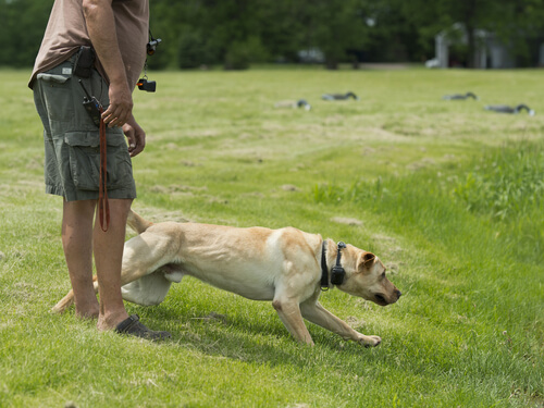 Entrenamiento del labrador