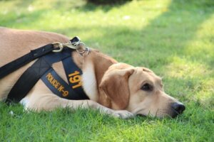 La vida de un perro policía