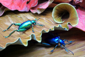 6 especies de escarabajos fascinantes