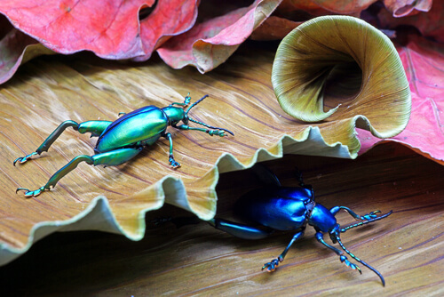 Mirror beetles.