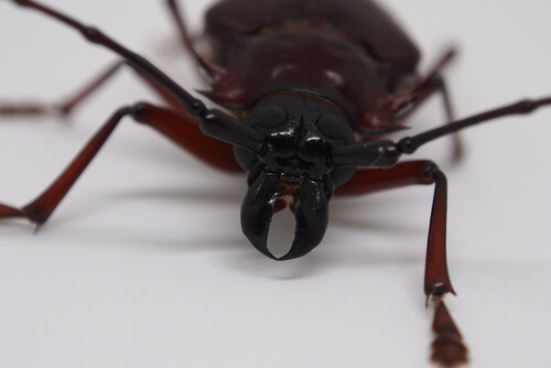 Los insectos más grandes del reino animal