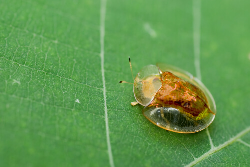 Escarabajo tortuga de oro: hábitat