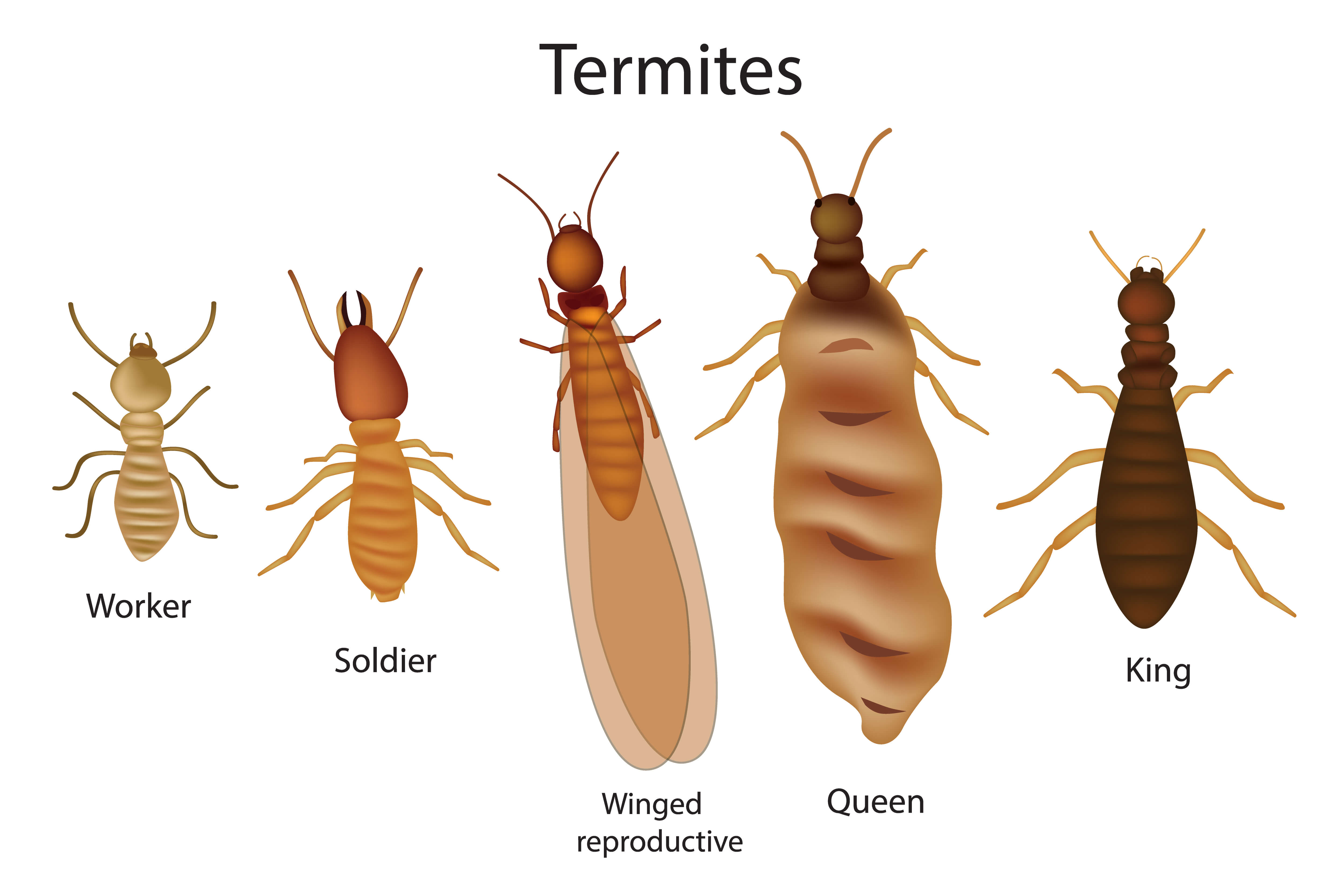 Especies de termitas