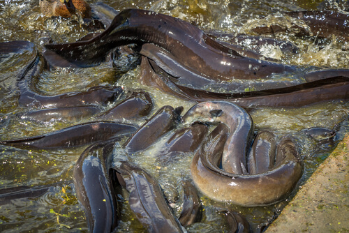 Especies que habitan en ríos: anguilas