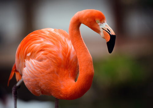 Flamencos: características, hábitat y alimentación.