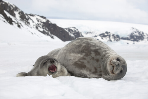 Foca de Weddel: características