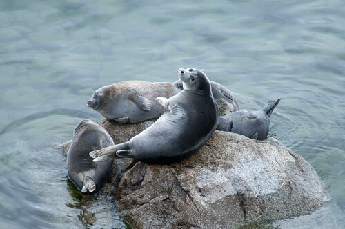 Foca del Baikal