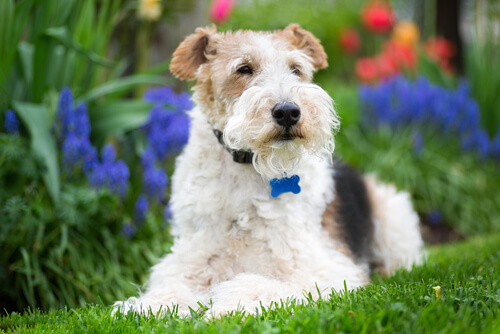 Fox terrier: carácter
