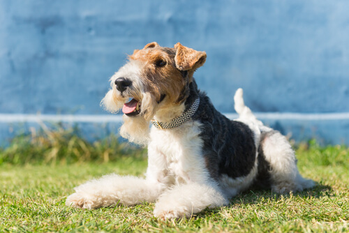 Fox terrier: características y cuidados