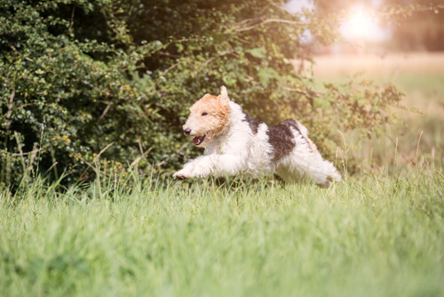 Fox terrier: comportamiento