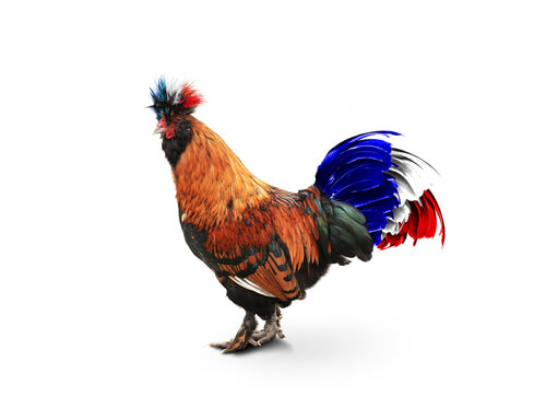 Gallo de Francia