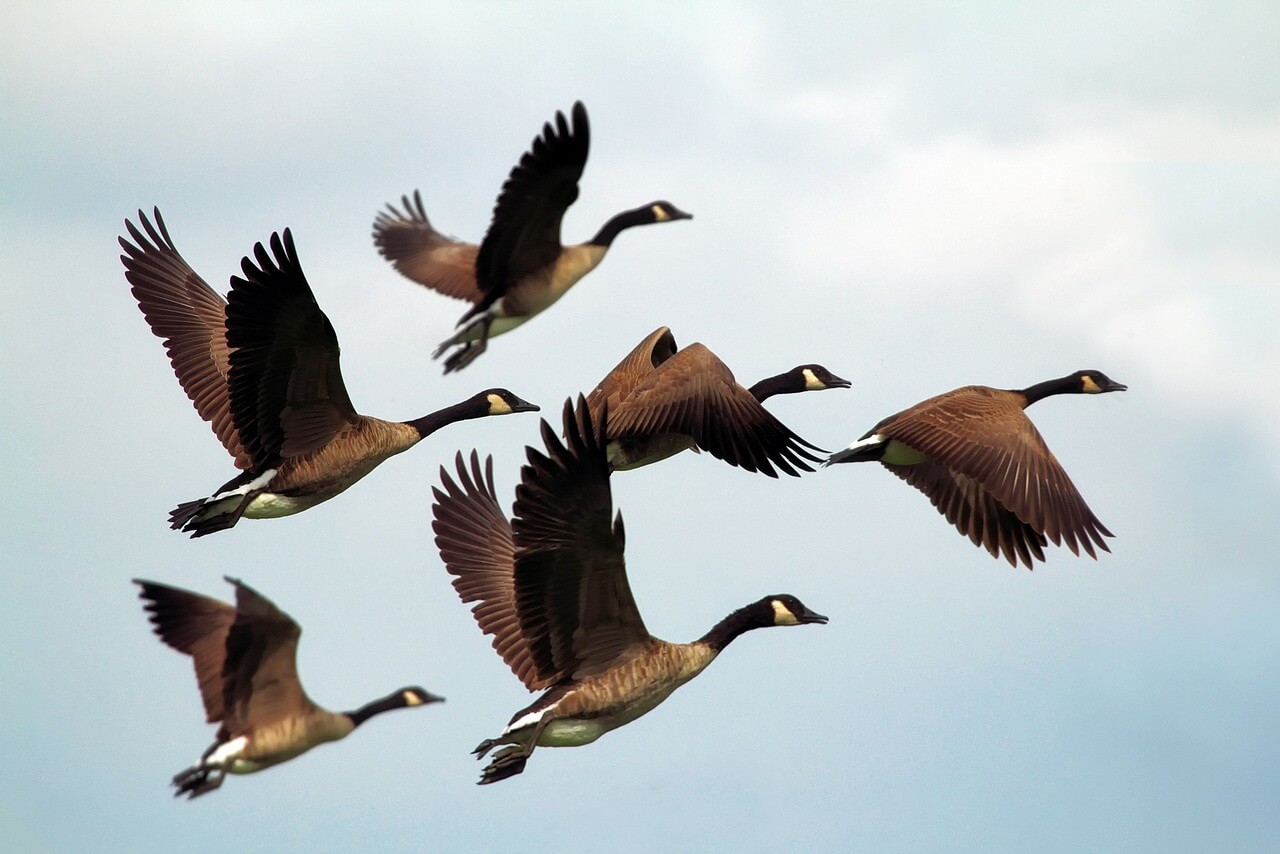 Un grupo de gansos volando.