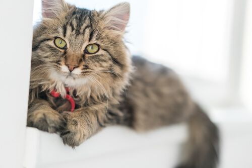 Gato alemán de pelo largo: características