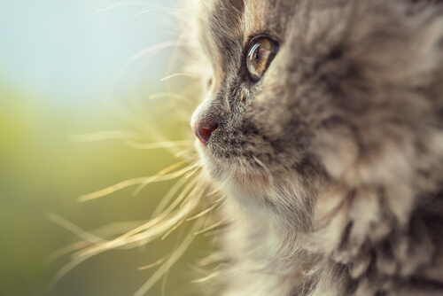 Gato alemán de pelo largo: historia