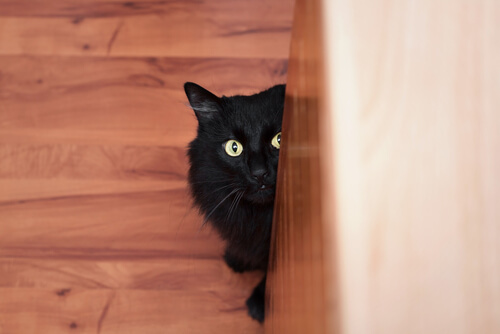 Gato asustado se esconde