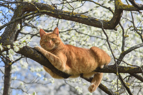 Gato: caída desde la altura