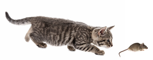 Un chat attrape une souris.