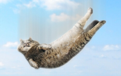 ¿Cuál es el síndrome del gato paracaidista?