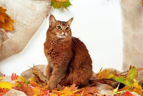 Gato somalí