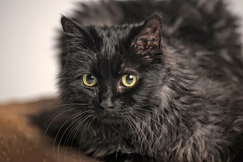Gato tiffany