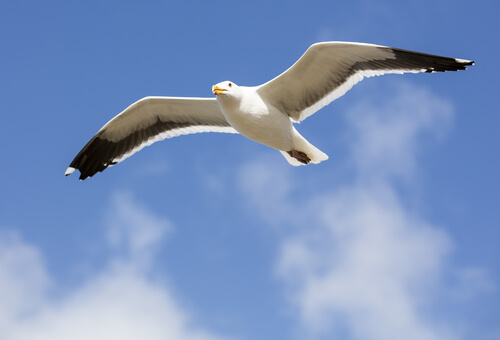Une mouette vit à la plage.