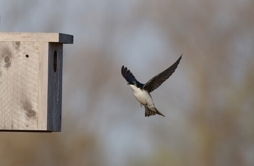 Golondrina: hábitat