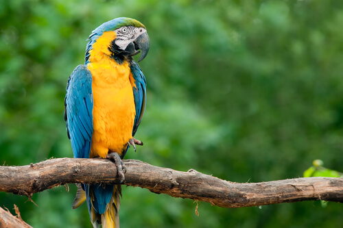 Guacamayo amarillo