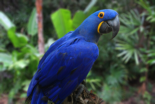 Guacamayo azul