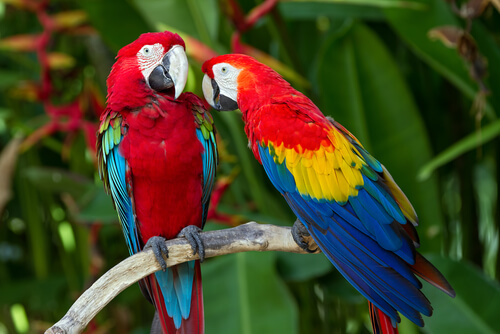 Guacamayo macao