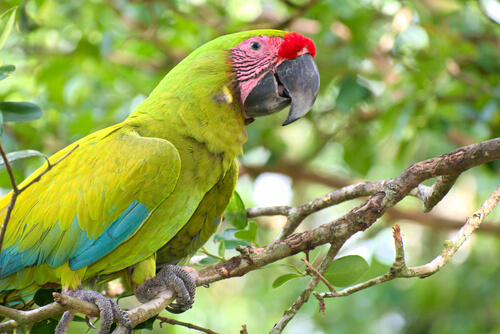 Guacamayo verde limón