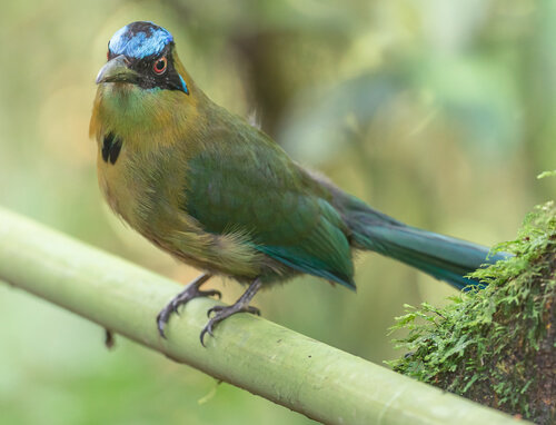Guardabarranco: ave nacional de Nicaragua