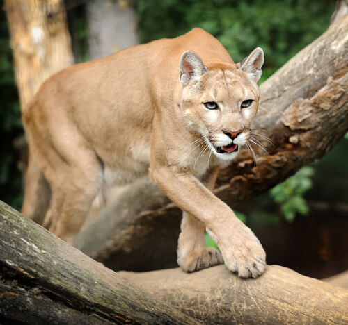 11 Kuriositäten über Pumas